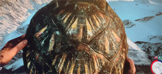 森林之子龟壳作用介绍-森林之子龟壳有什么用