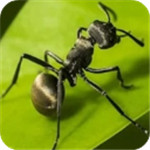 蚂蚁地下王国解锁版  V1.0